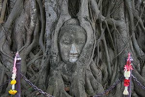 Roots with face