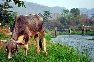 Chiang_mai_cow