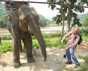 yoga_teacher_training_thailand_elephant