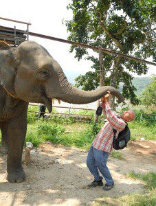 yoga_teacher_training_thailand_elephant_training